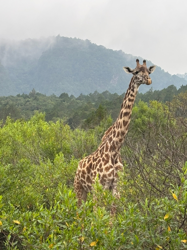 Maasai Giraffe