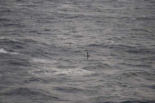 Thalassarche chrysostoma, 2026-04-11