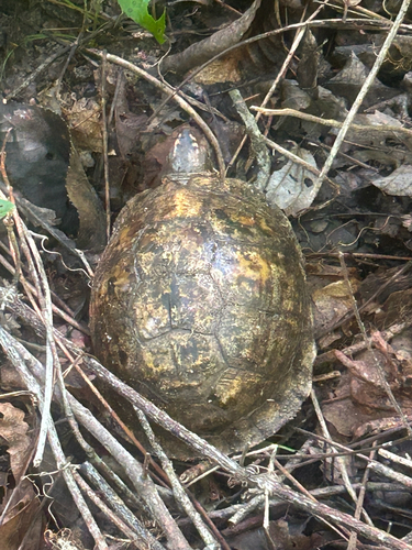 Common Box Turtle