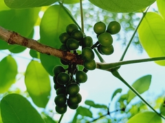 Bursera grandifolia, photograph (c) nasua, some rights reserved (CC BY)