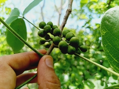 Bursera grandifolia, photograph (c) nasua, some rights reserved (CC BY)