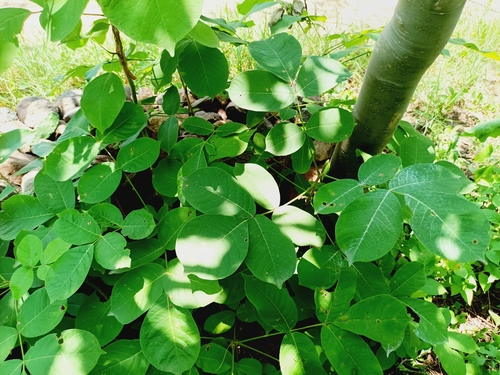 Bursera grandifolia, photograph 4