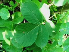 Bursera grandifolia, photograph (c) nasua, some rights reserved (CC BY)