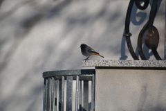 Phoenicurus ochruros