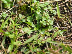 Erigeron bellioides, photograph author not stated, no rights reserved