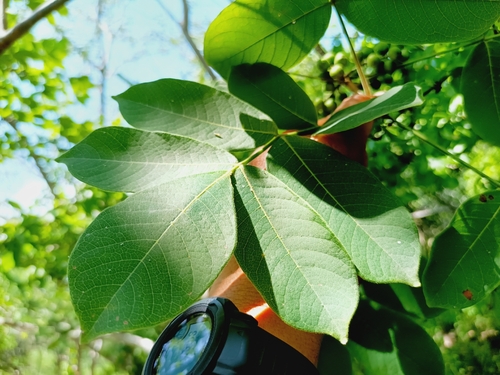Bursera grandifolia, photograph 6