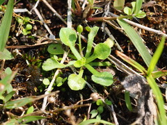 Erigeron bellioides, photograph author not stated, no rights reserved