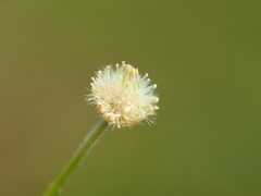 Erigeron bellioides