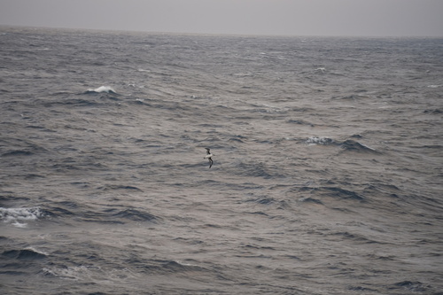 Thalassarche chrysostoma, 2026-04-12