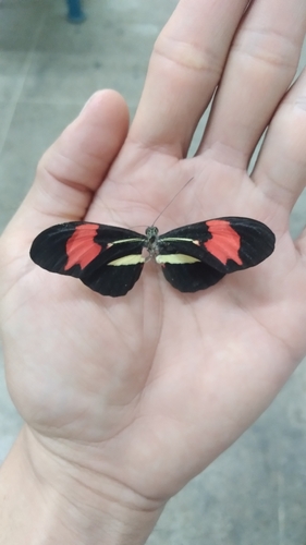 Heliconius erato phyllis