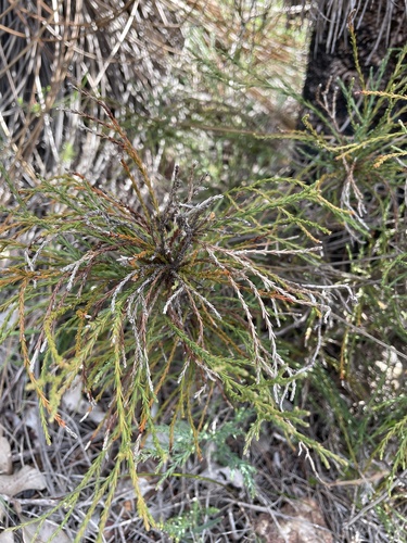 Actinostrobus acuminatus, 2026-08-18