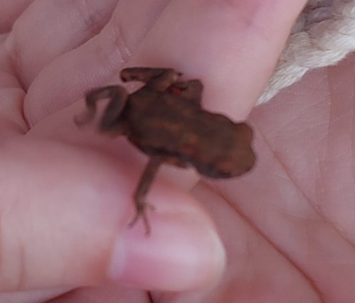 European Toad