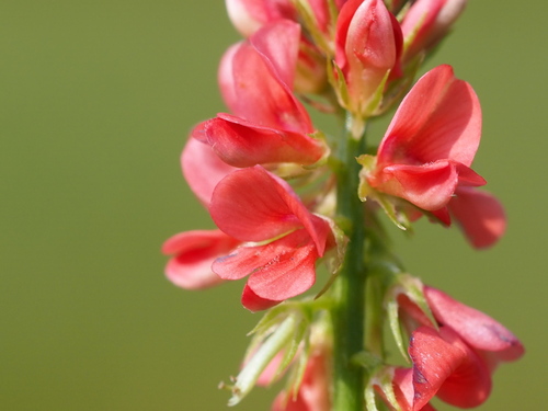 Indigofera hendecaphylla, photograph 2