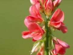 Indigofera hendecaphylla, photograph author not stated, no rights reserved