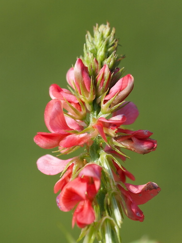 Indigofera hendecaphylla
