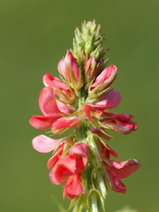 Indigofera hendecaphylla