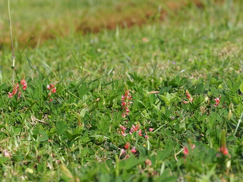 Indigofera hendecaphylla, photograph 3