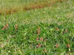 Indigofera hendecaphylla, photograph author not stated, no rights reserved