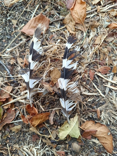 Common Hoopoe
