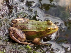 Pelophylax