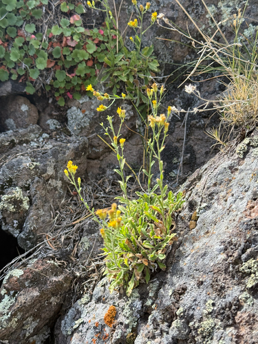 Lone Mountain goldenheads