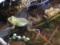 Pelophylax