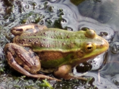 Pelophylax