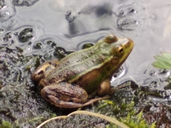 Pelophylax