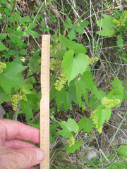 Vitis monticola