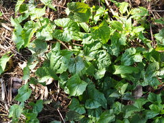 Mikania micrantha, photograph author not stated, no rights reserved