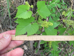 Vitis monticola