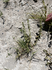 Iva axillaris