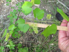 Vitis monticola