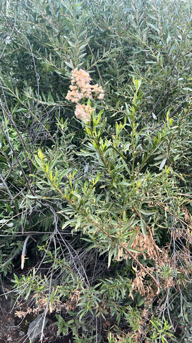 iNaturalist observation photo of mule fat