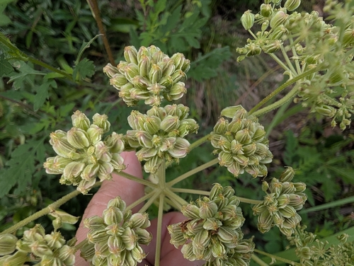 Angelica venenosa