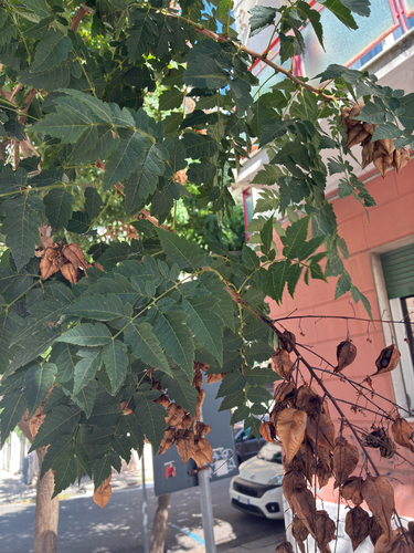 golden rain tree