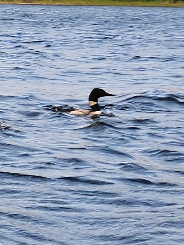 Common Loon