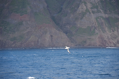 iNaturalist image