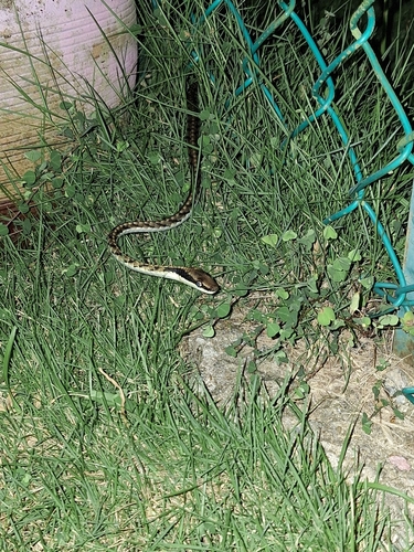 Dendrelaphis striatus, 2026-08-18