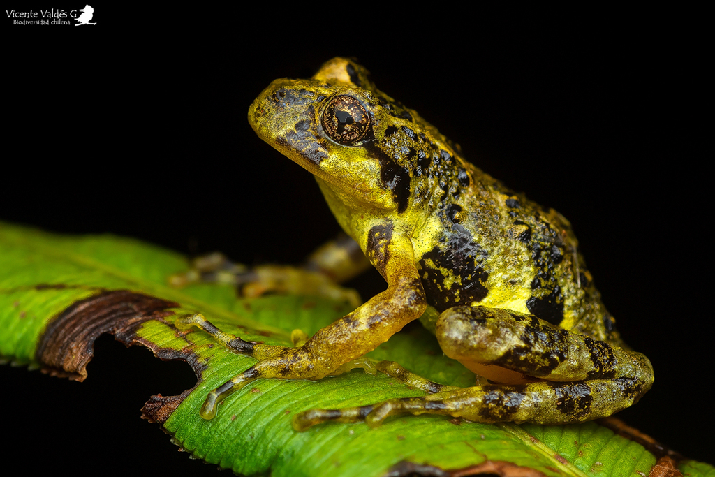 Marbled Wood Frog (Batrachyla antartandica)