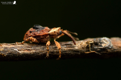Neopsilorhinus collaris