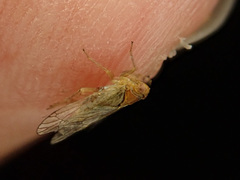 Cixioidea
