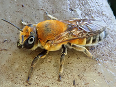 Megachile lanata