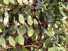 Albizia antunesiana