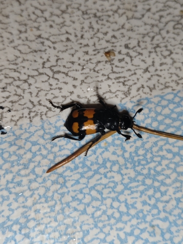 Lesser Vespillo Burying Beetle