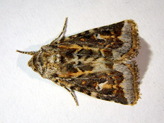Proteuxoa florescens