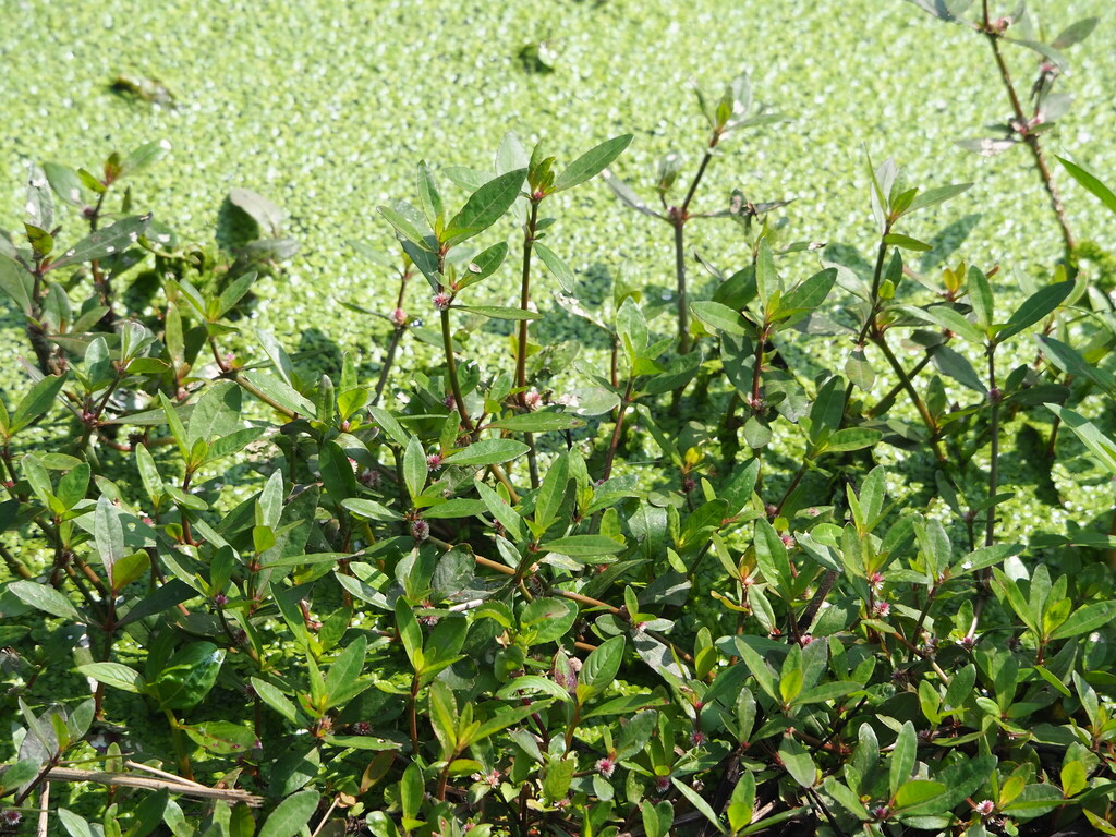 Alternanthera sessilis; photograph author not stated, no rights reserved