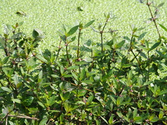 Alternanthera sessilis