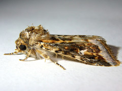 Proteuxoa florescens