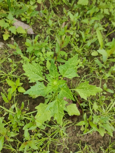 red pigweed